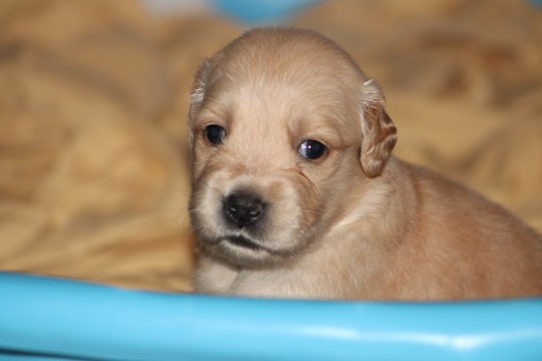 金毛猎犬幼犬图片下载
