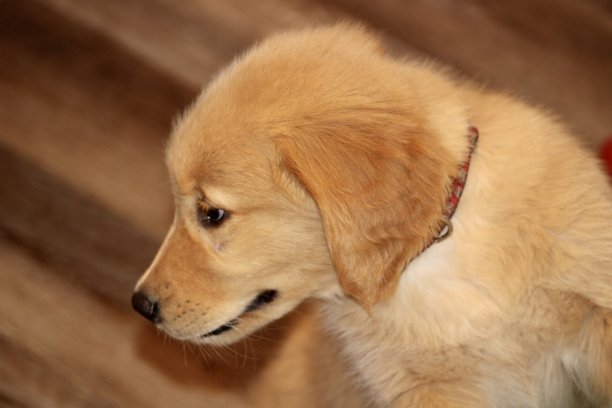 金毛猎犬幼犬图片下载