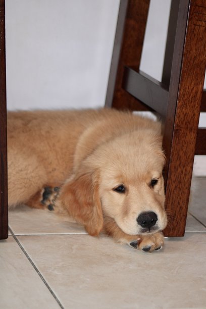 金毛猎犬幼犬图片下载