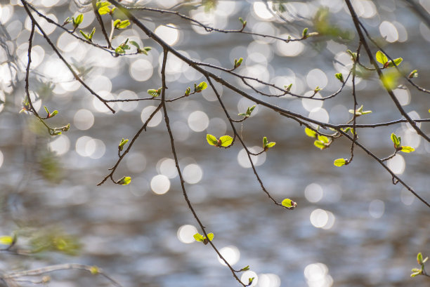 山林中树枝上的新叶图片下载