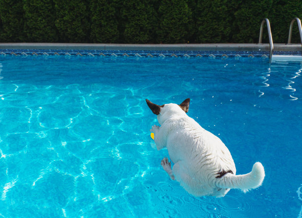 狗跳进池塘图片下载