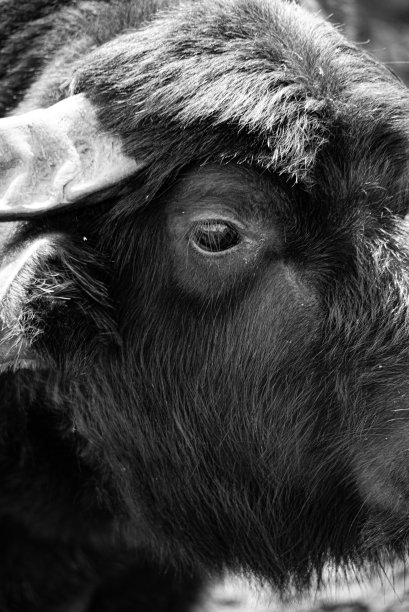 水牛或水牛(水牛)(Bubalus arnee bubalis)是牛科(牛科)的一种哺乳动物。图片下载