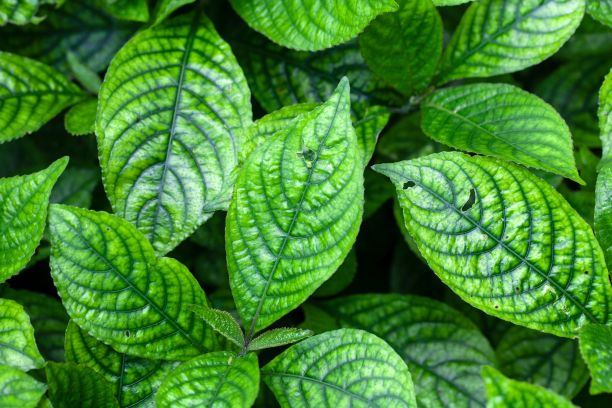爵床科植物Strobilanthes crispa的叶子图片下载