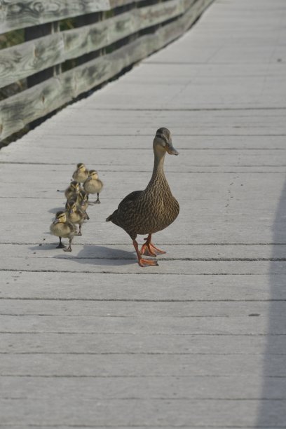 母斑鸭和她的小鸭子图片下载