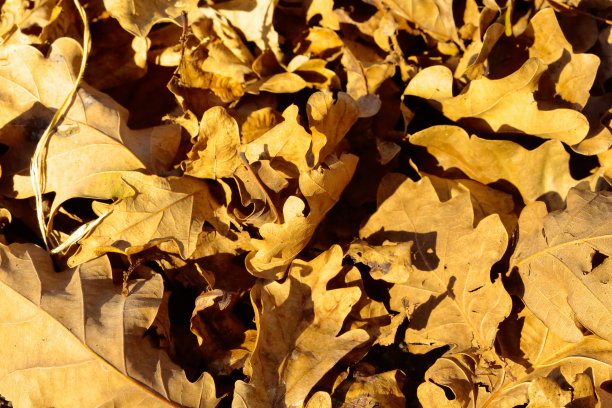 秋天的落叶图片下载