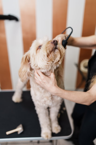 专业狗狗美容图片下载