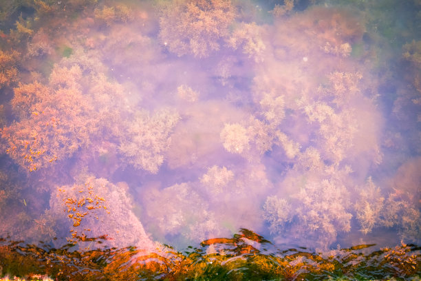 水纹理与海底水生植物。图片下载