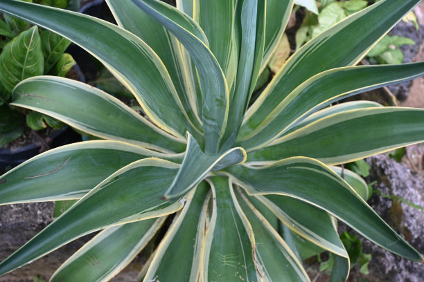 龙舌兰图片下载