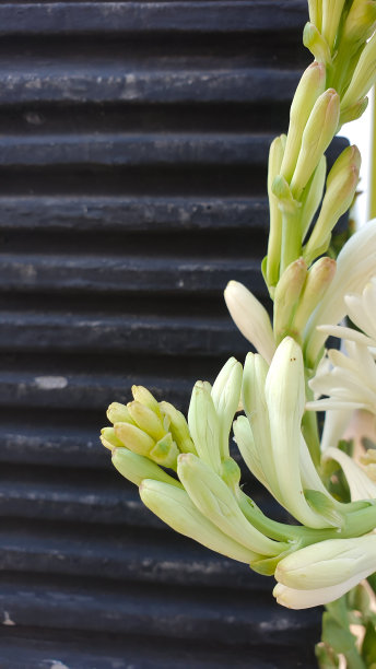 花瓣在黑色的背景。花瓣背景图片下载