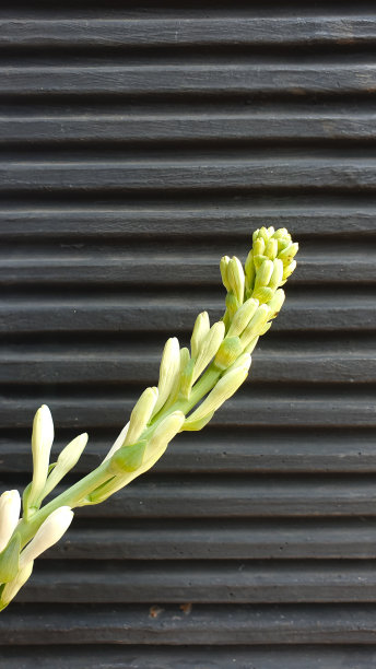 花瓣在黑色的背景。花瓣背景图片下载