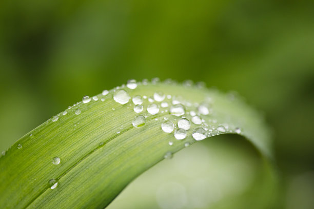 春雨和水珠落在草地上图片下载