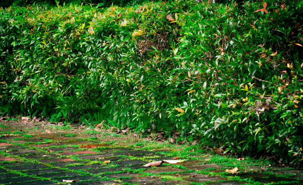 在季风和雨季，铺有景观植物的人行道。城市中沿路的人行道。图片下载