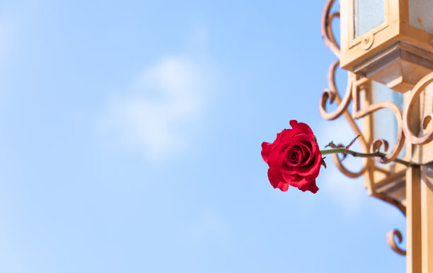 黄柱子，红玫瑰，蓝天。图片下载