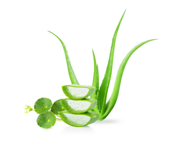 芦荟与切片分离在白底，草药和医药图片下载
