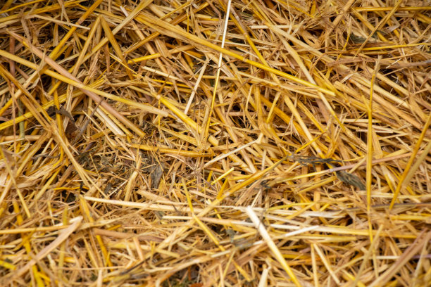 黄色的干稻草作为背景图片下载