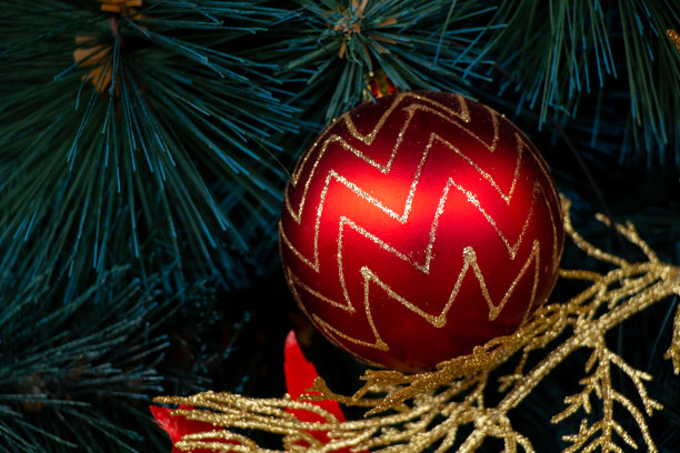 第聂伯市公园里优雅的圣诞树特写图片下载