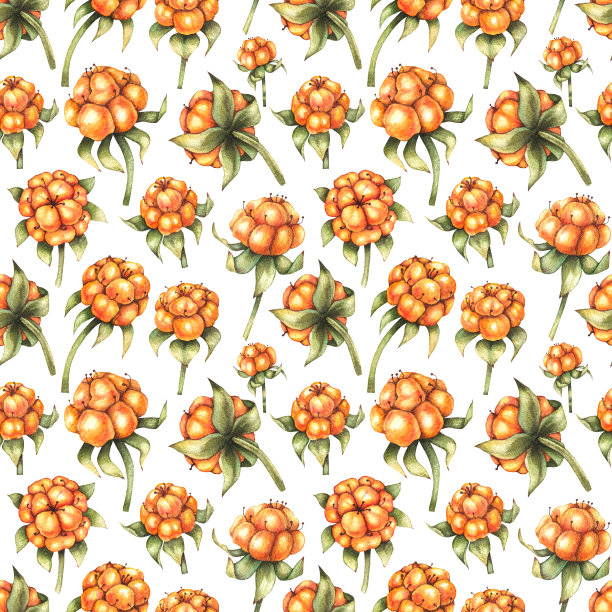 水彩图案与云莓在一个白色的背景图片下载