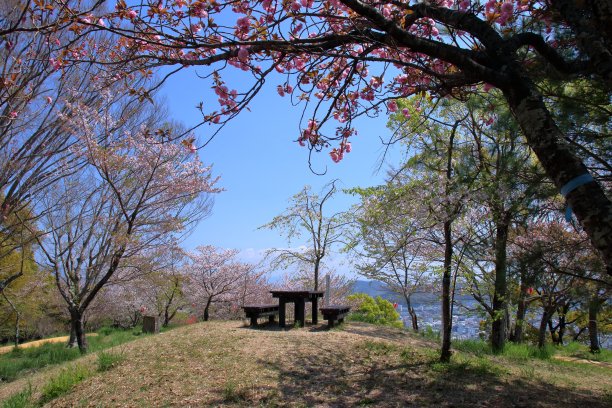 一山，赏樱季节(高知县高知市)图片下载
