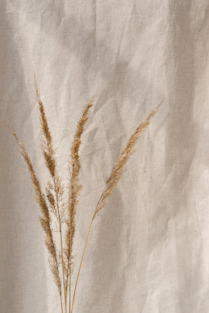 干草花束中性米色亚麻窗帘背景与审美的阳光阴影图片下载