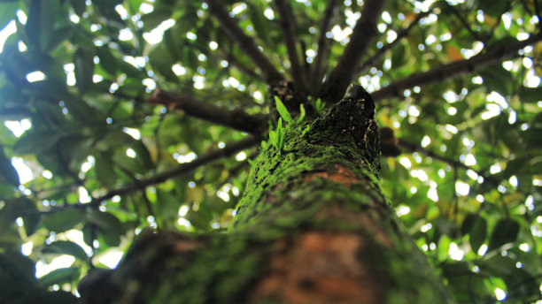 Manggosteen树图片下载