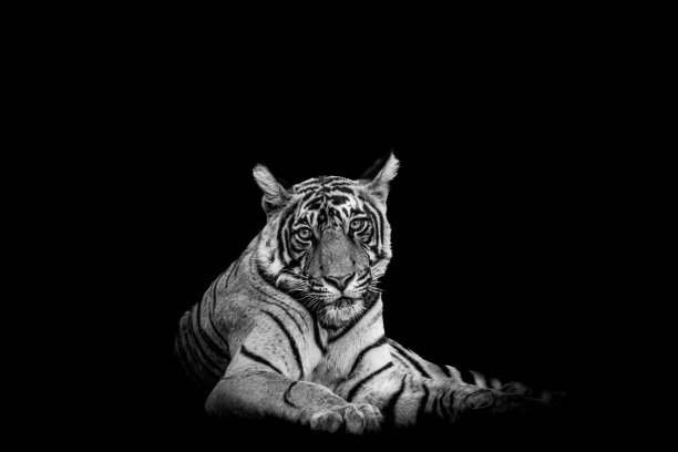 野生雄性孟加拉虎或底格里斯虎特写在印度拉贾斯坦邦ranthambore国家公园森林老虎保护区狩猎期间，黑白背景的美术图像或肖像图片下载