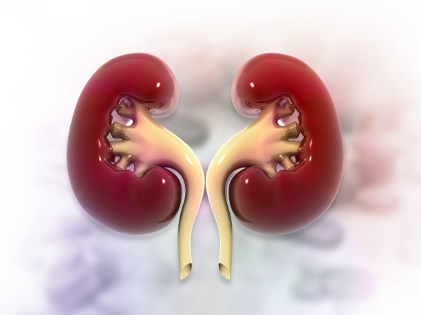 人类肾脏图片下载