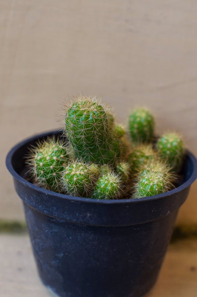 仙人掌的花图片下载