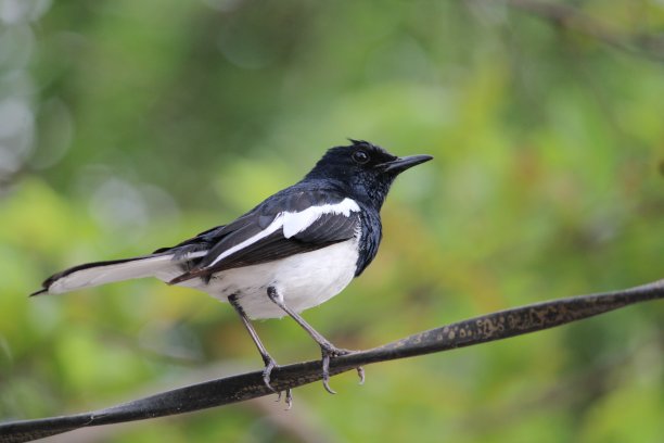 鸟的肖像。图片下载