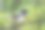 鸟的肖像。图片下载