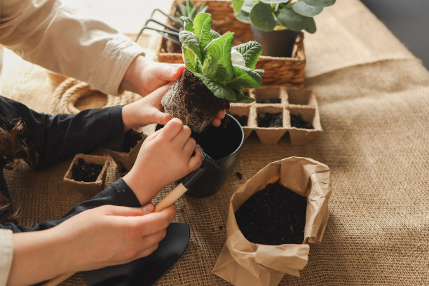 妈妈和女儿移植一个花盆，园艺理念，快乐童年图片下载