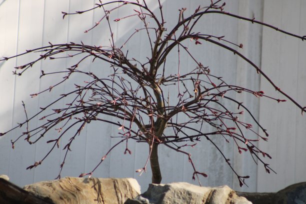 日本枫树图片下载