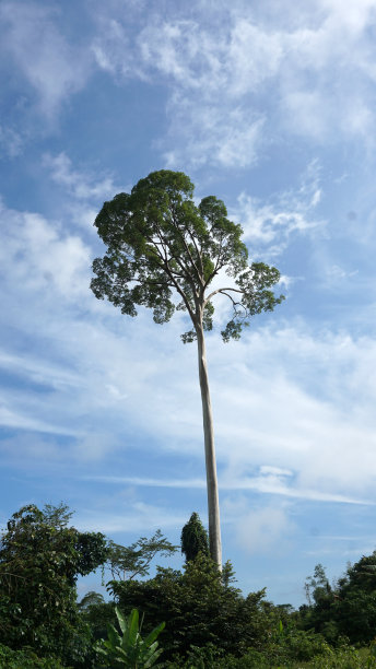 灌木丛中的大树图片下载