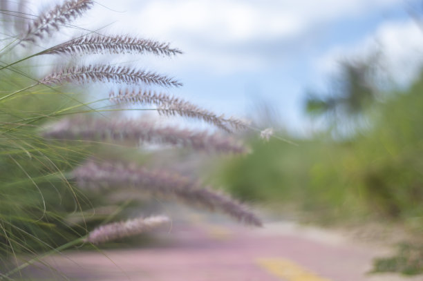 纹理与植被和模糊的自行车道在一个阳光明媚的日子里的背景，植被的概念在城市环境图片下载