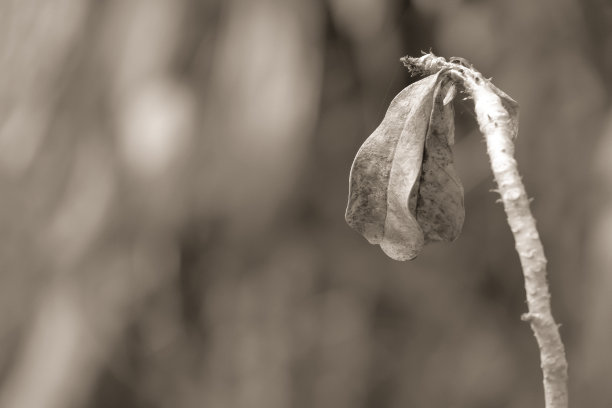 枯叶挂在树上，模糊了背景图片下载