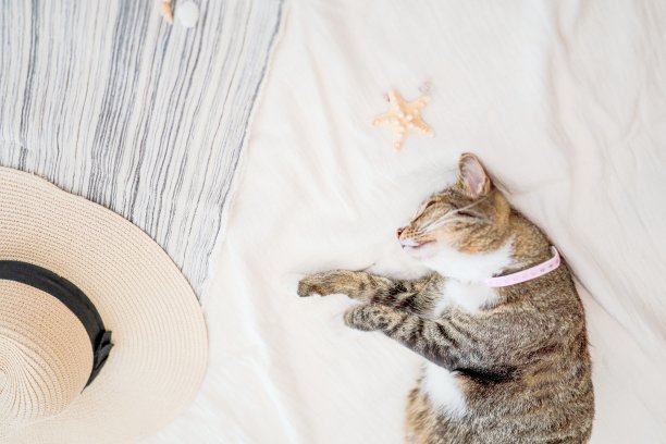 猫在海滩上放松，暑假假期和旅行的概念背景为复制空间图片下载