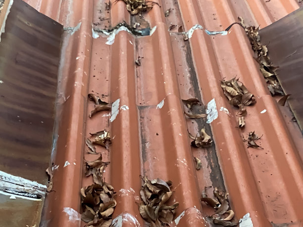 房子的屋顶上长满了树叶。图片下载