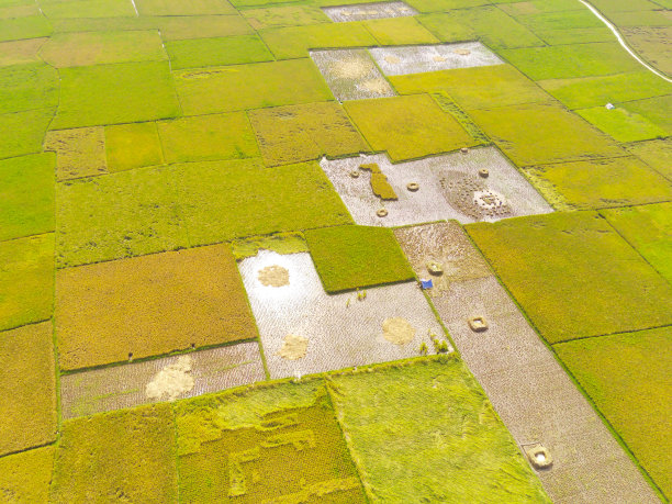 一望无际的金色稻田景色优美。图片下载