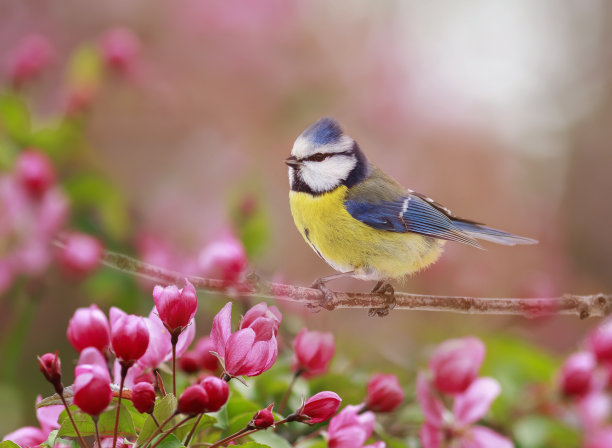 在春花盛开的花园里，一只蓝色的小鸣禽栖息在一棵苹果树枝上，枝头结满了玫瑰花蕾图片下载