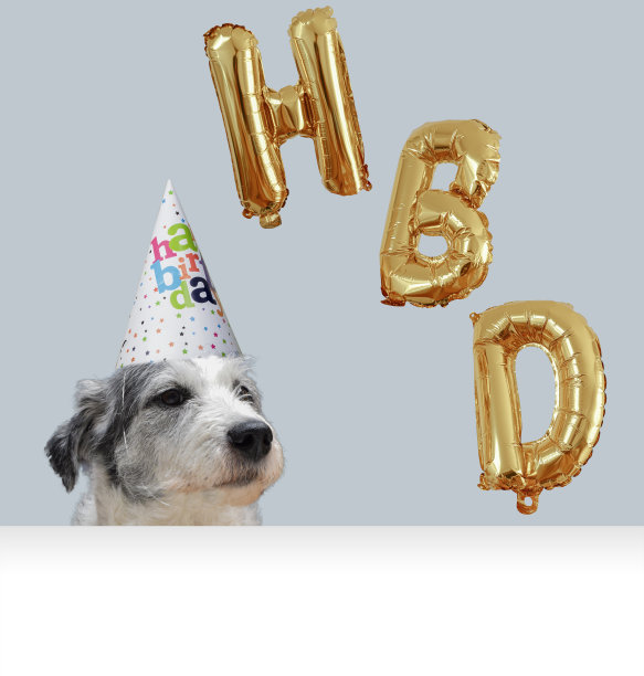 白色的狗与灰色的头发悲伤的聚会帽和生日蛋糕金色充气字母蓝色背景白色下来图片下载