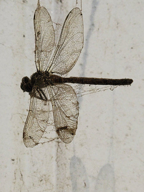 一只蜻蜓木乃伊图片下载