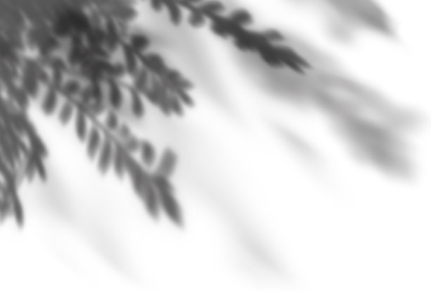 热带树叶的自然阴影覆盖在白色背景上，布局构图覆盖在产品演示，背景和所有季节概念的模型上图片下载