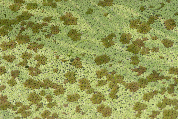 许多水草。池塘近景图片下载