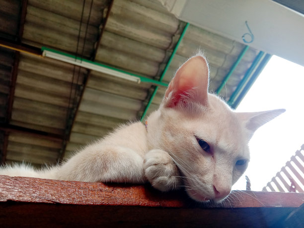 漂亮的猫躺在家里的桌子上图片下载