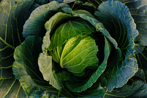 有机家庭农场的绿卷心菜头图片下载