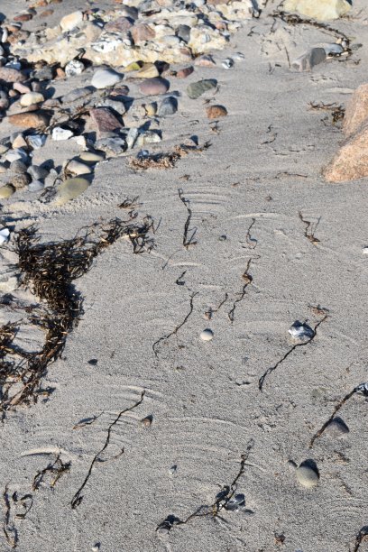 鳗鱼草被吹成圆圈，在沙滩上形成了一个图案。图片下载