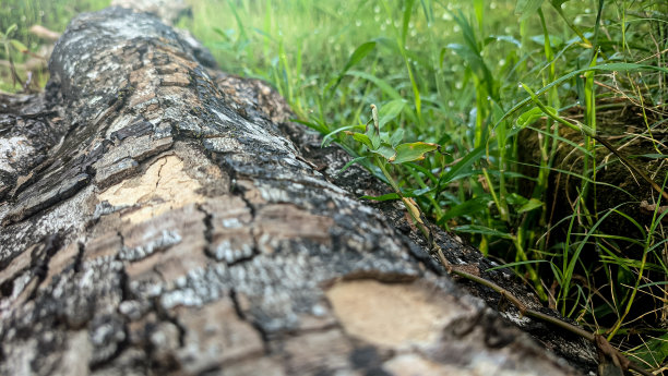 树干倒在草丛中图片下载