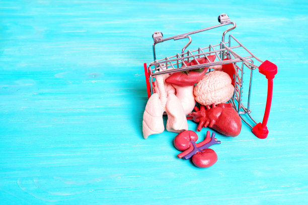 翻倒的玩具推车和小人体器官复制品图片下载