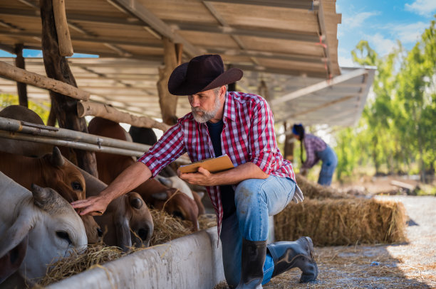 白种老年农民男子养牛场主拿着一个剪贴板，上面有农村农场奶牛的详细清单。图片下载