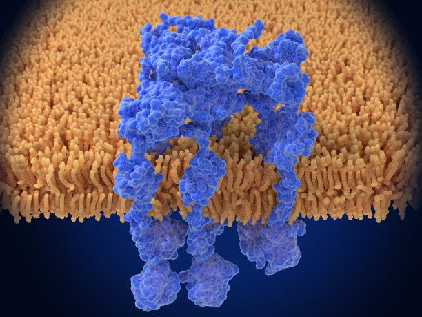 RAGE受体(小鼠)六聚体，配体结合后活性形式。晚期糖基化终产物特异性受体。图片下载