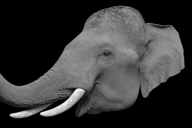 黑色背景上的大象头图片下载